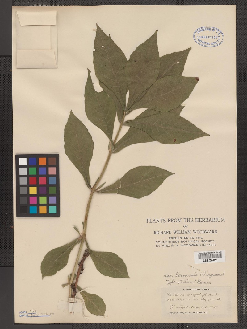 Triosteum × eamesii photo 6