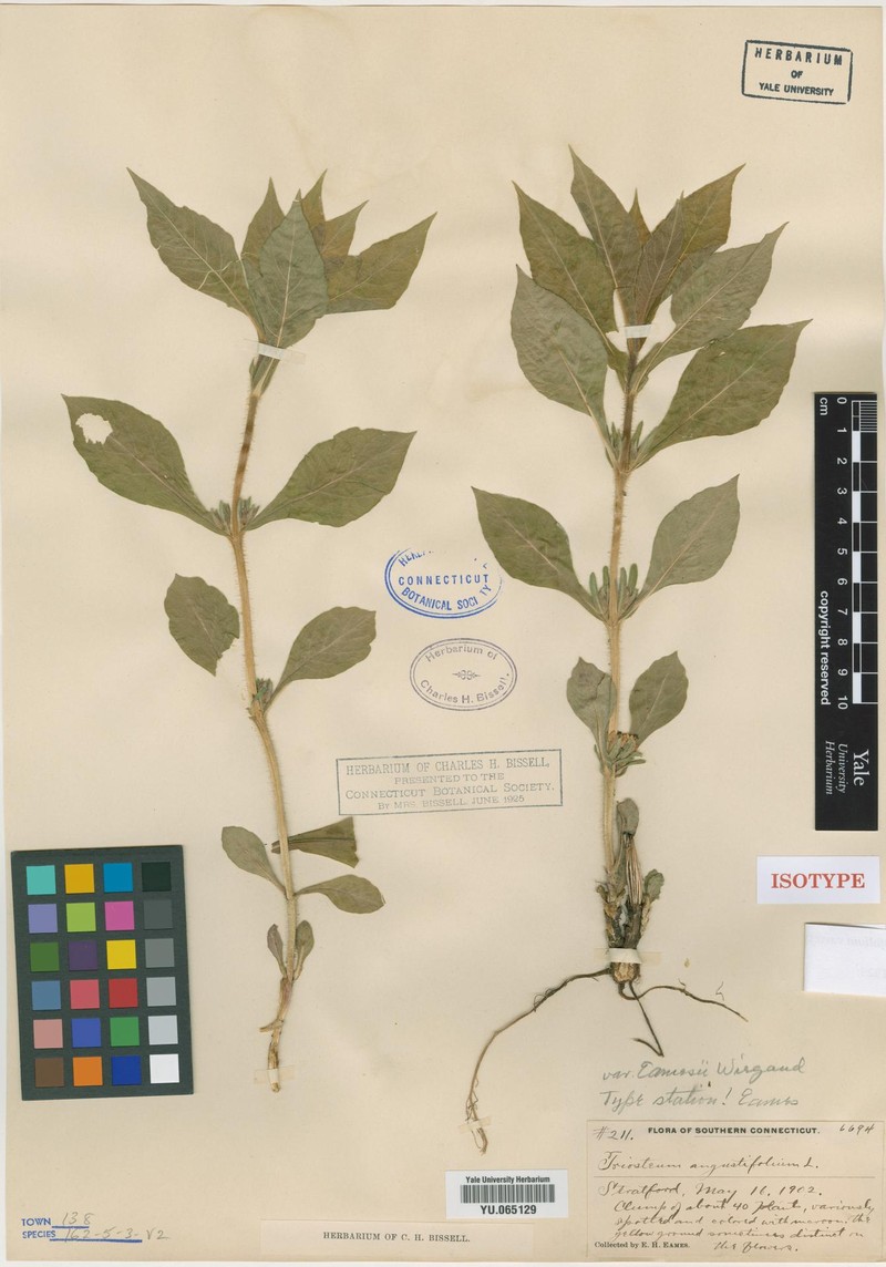 Triosteum × eamesii photo 7
