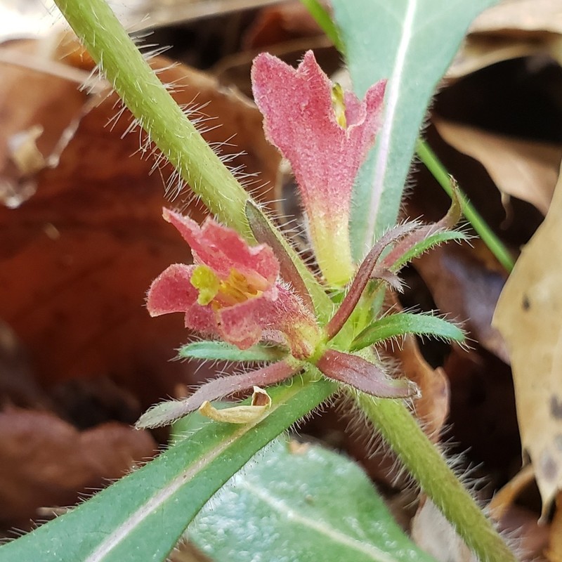 Yellowfruit Horse-Gentian photo 3