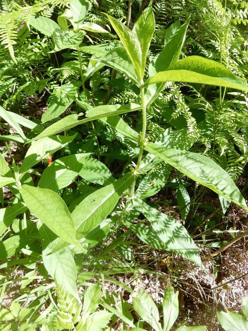Yellowfruit Horse-Gentian photo 4