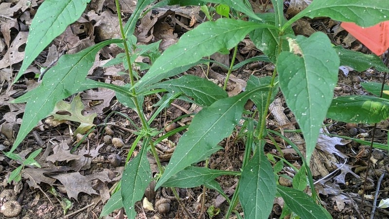 Yellowfruit Horse-Gentian photo 5