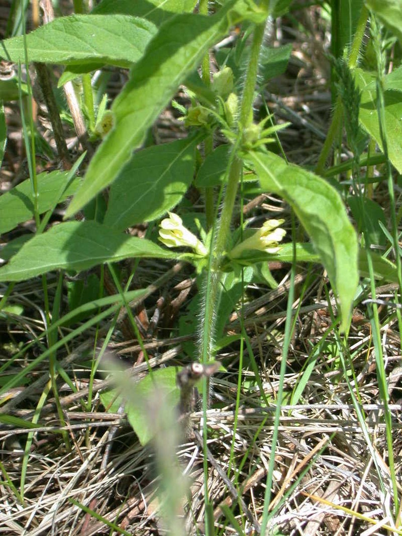 Yellowfruit Horse-Gentian photo 7