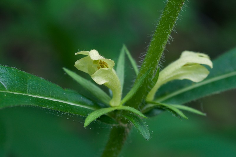 Yellowfruit Horse-Gentian