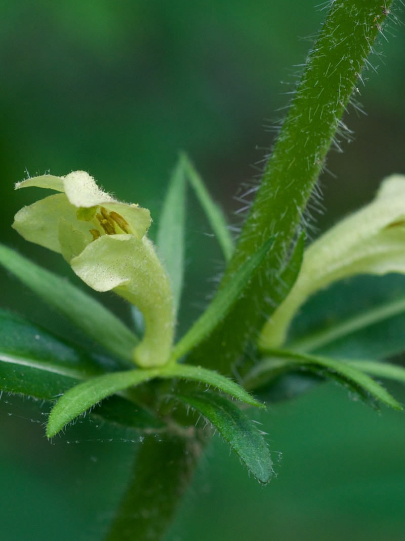 Yellowfruit Horse-Gentian photo 3