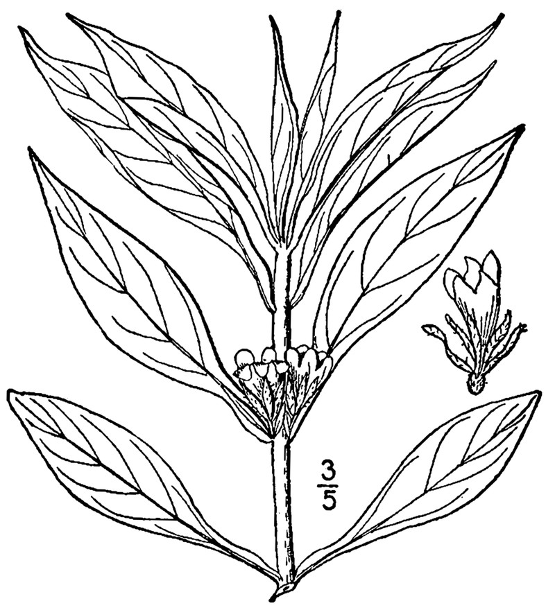 Yellowfruit Horse-Gentian photo 4