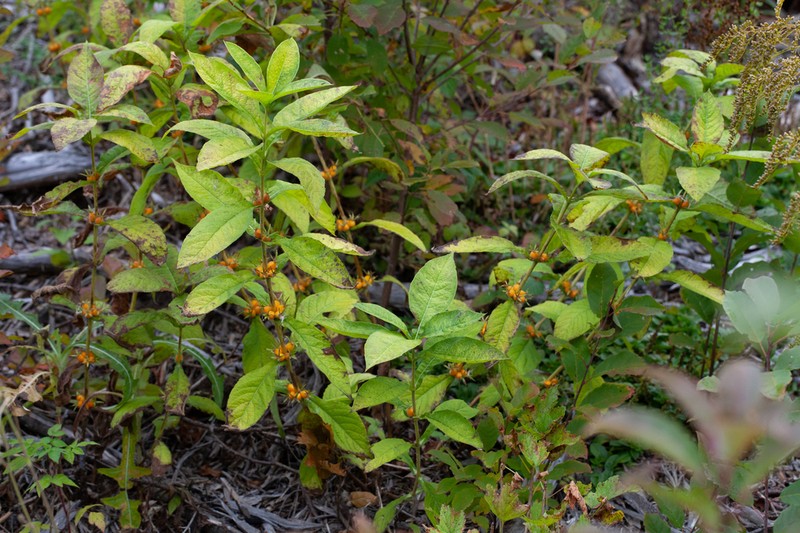 Orangefruit Horse-Gentian photo 2