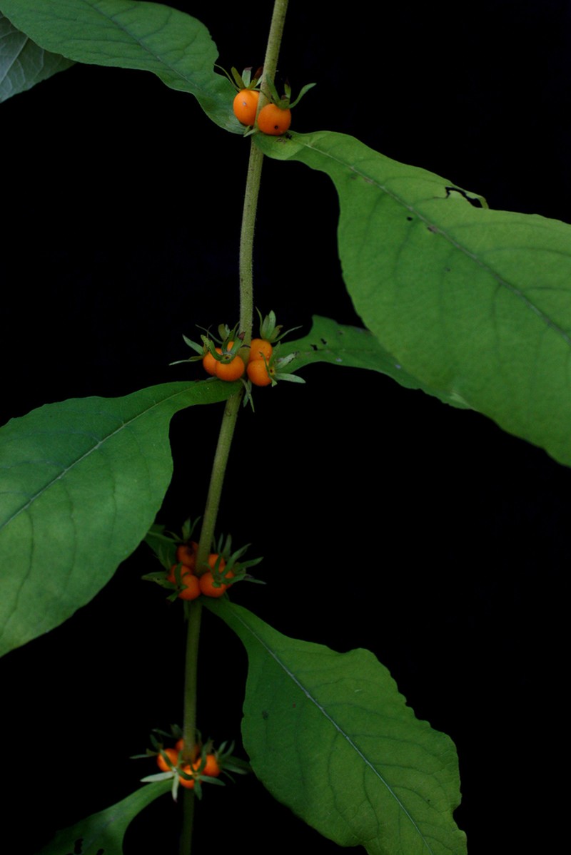 Orangefruit Horse-Gentian photo 4