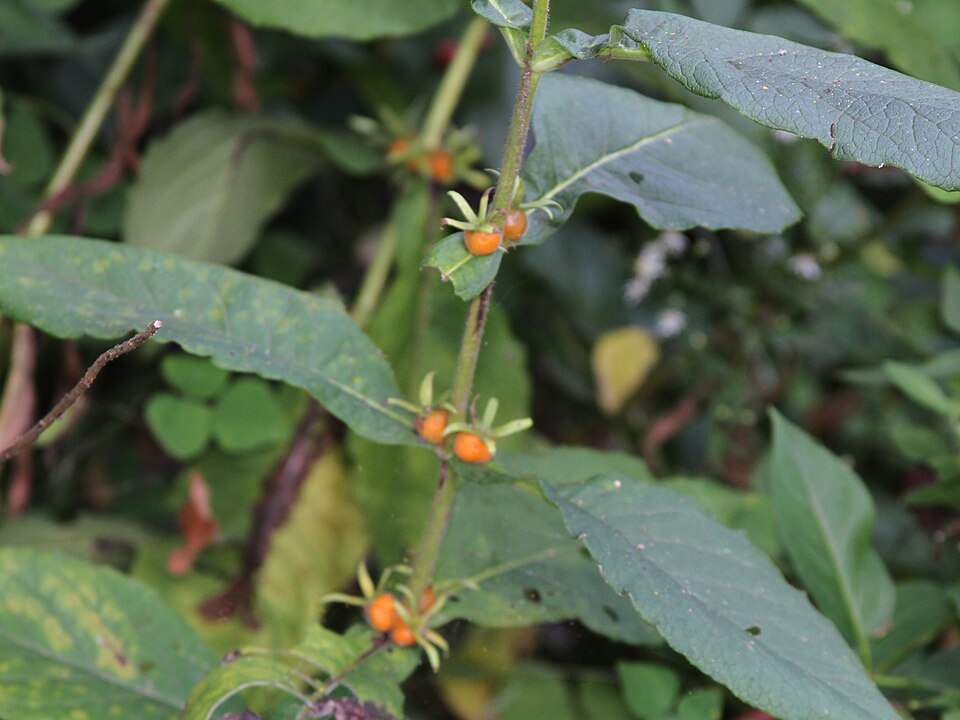 Orangefruit Horse-Gentian