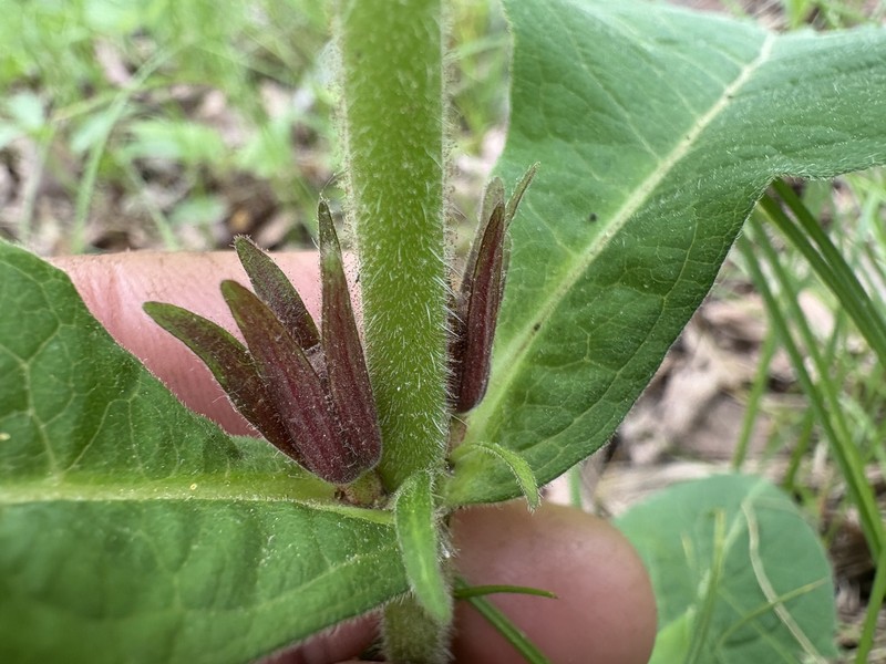 Triosteum aurantiacum var. aurantiacum