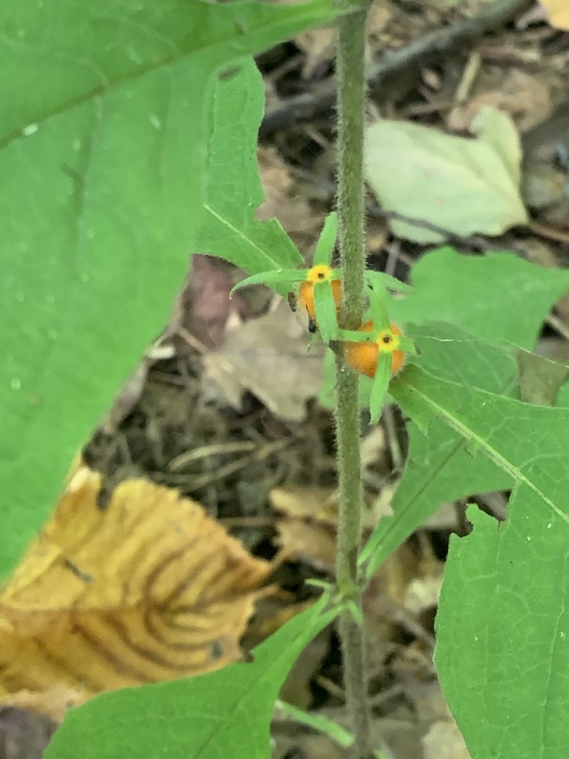 Triosteum aurantiacum var. aurantiacum photo 2