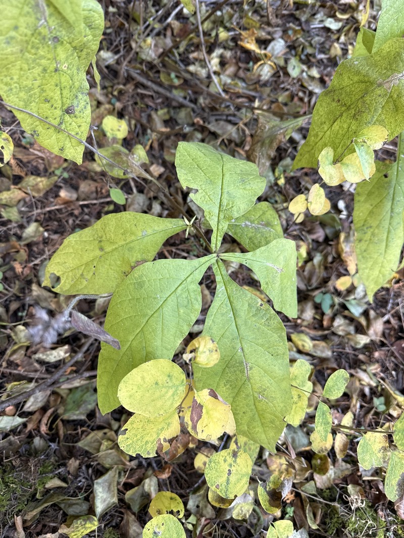 Triosteum aurantiacum var. aurantiacum photo 3