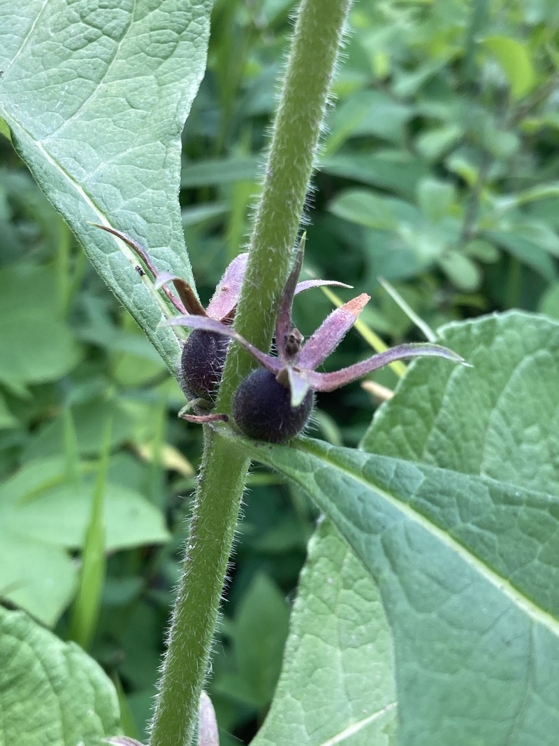 Triosteum aurantiacum var. aurantiacum photo 4