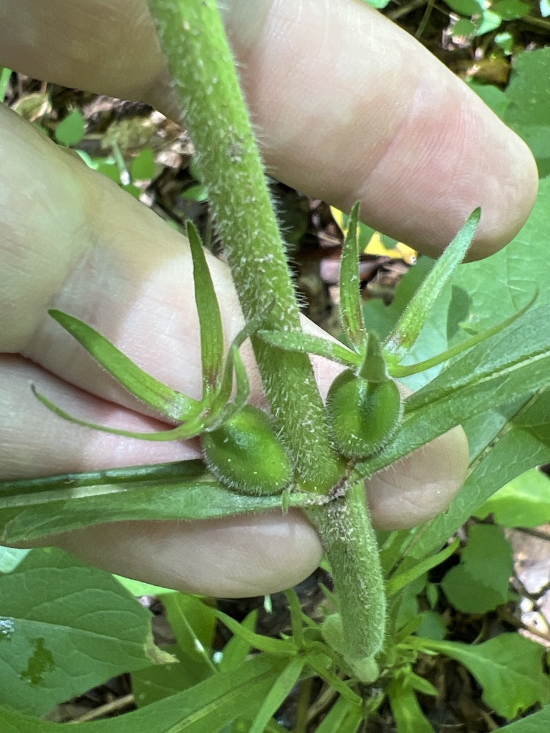 Triosteum aurantiacum var. aurantiacum photo 5