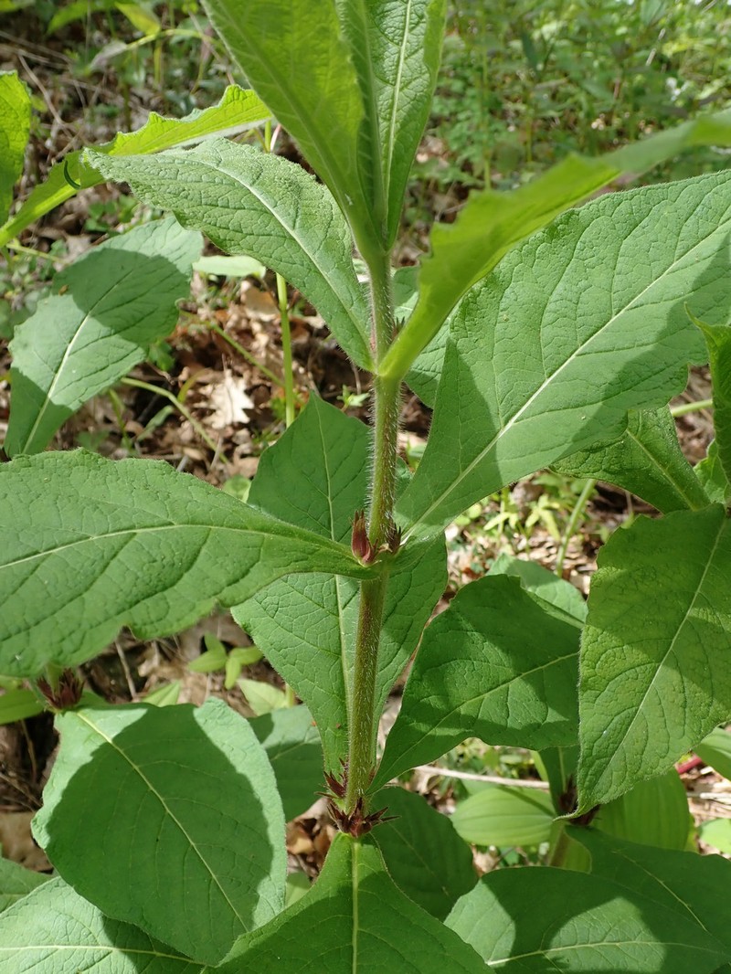 Triosteum aurantiacum var. aurantiacum photo 6
