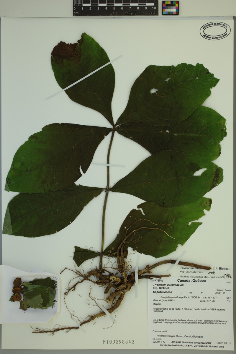Triosteum aurantiacum var. aurantiacum photo 7