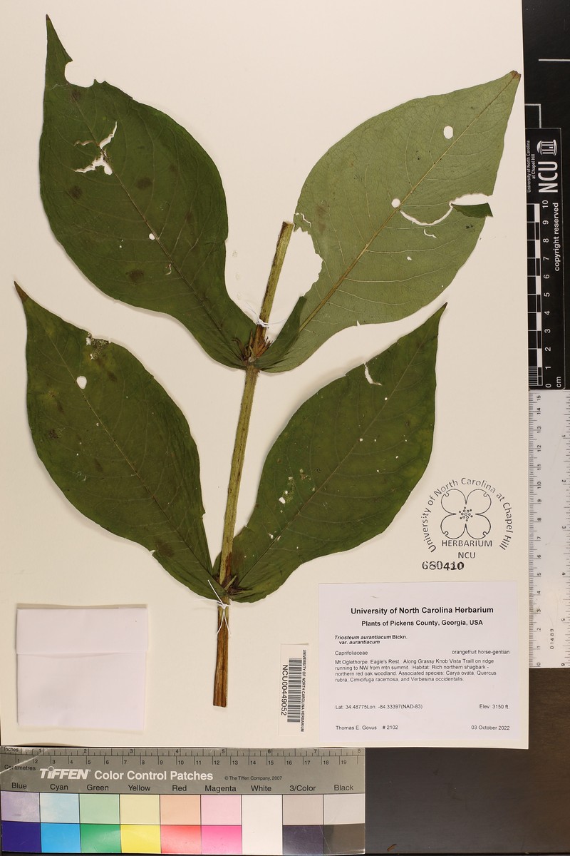 Triosteum aurantiacum var. aurantiacum photo 8