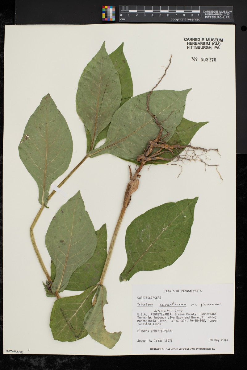 Triosteum aurantiacum var. glaucescens