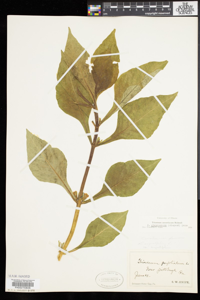 Triosteum aurantiacum var. glaucescens photo 2