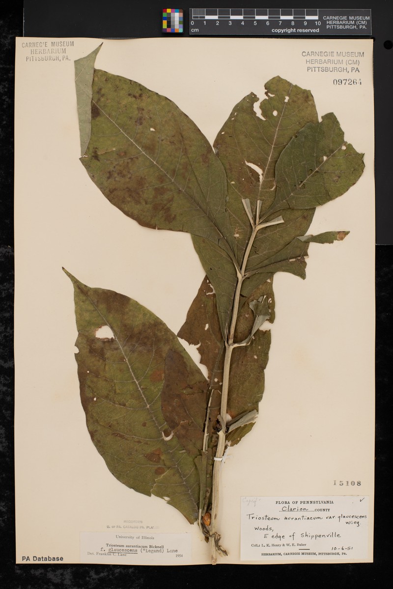 Triosteum aurantiacum var. glaucescens photo 3