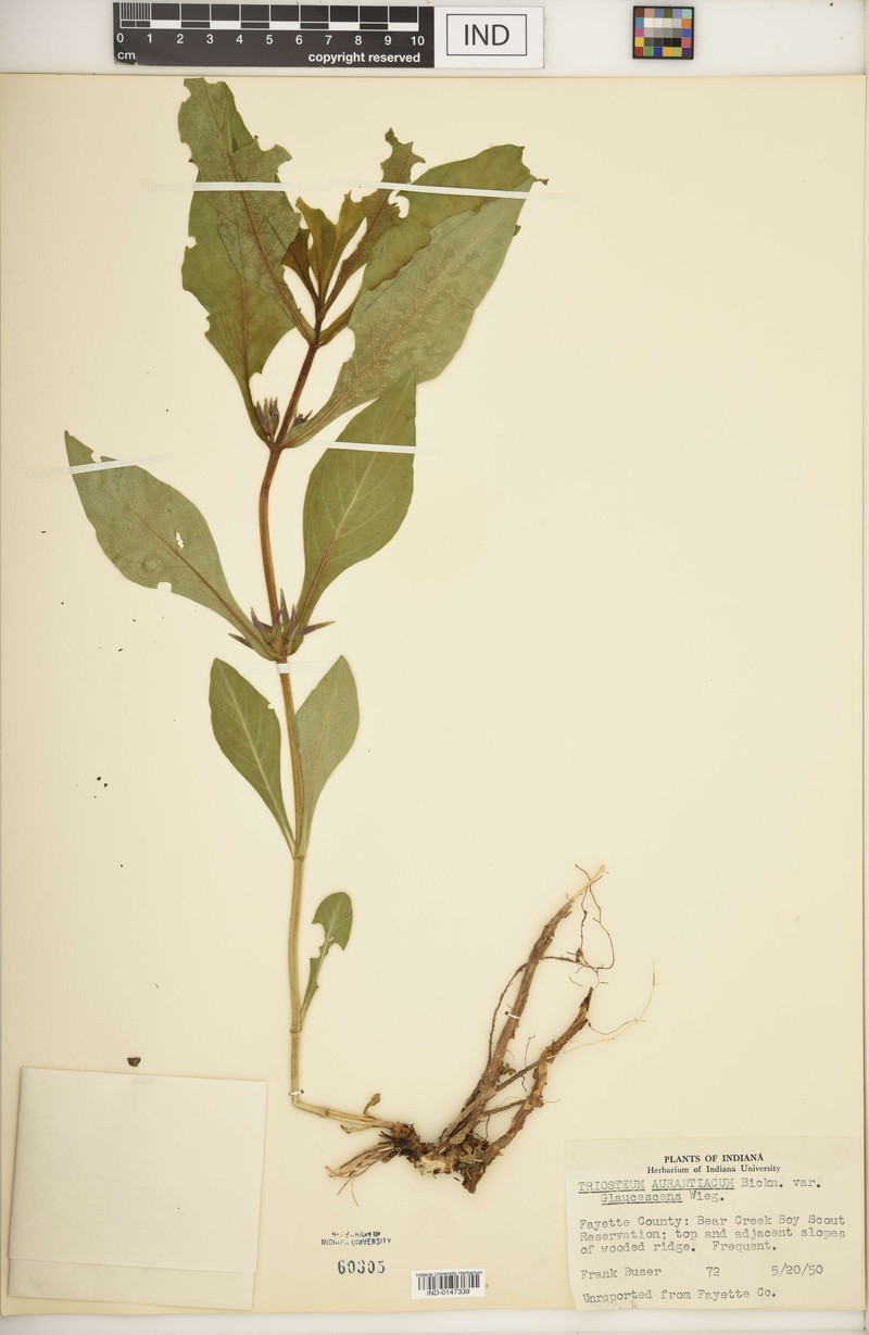 Triosteum aurantiacum var. glaucescens photo 4