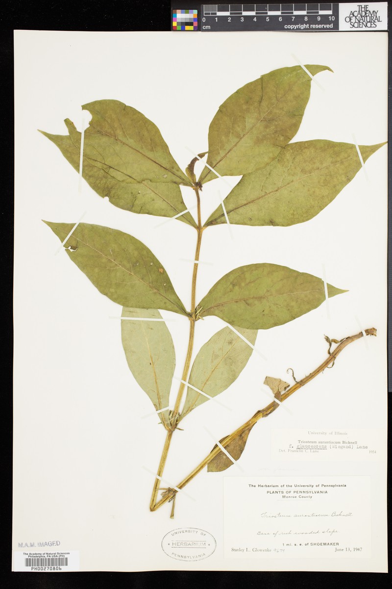 Triosteum aurantiacum var. glaucescens photo 5