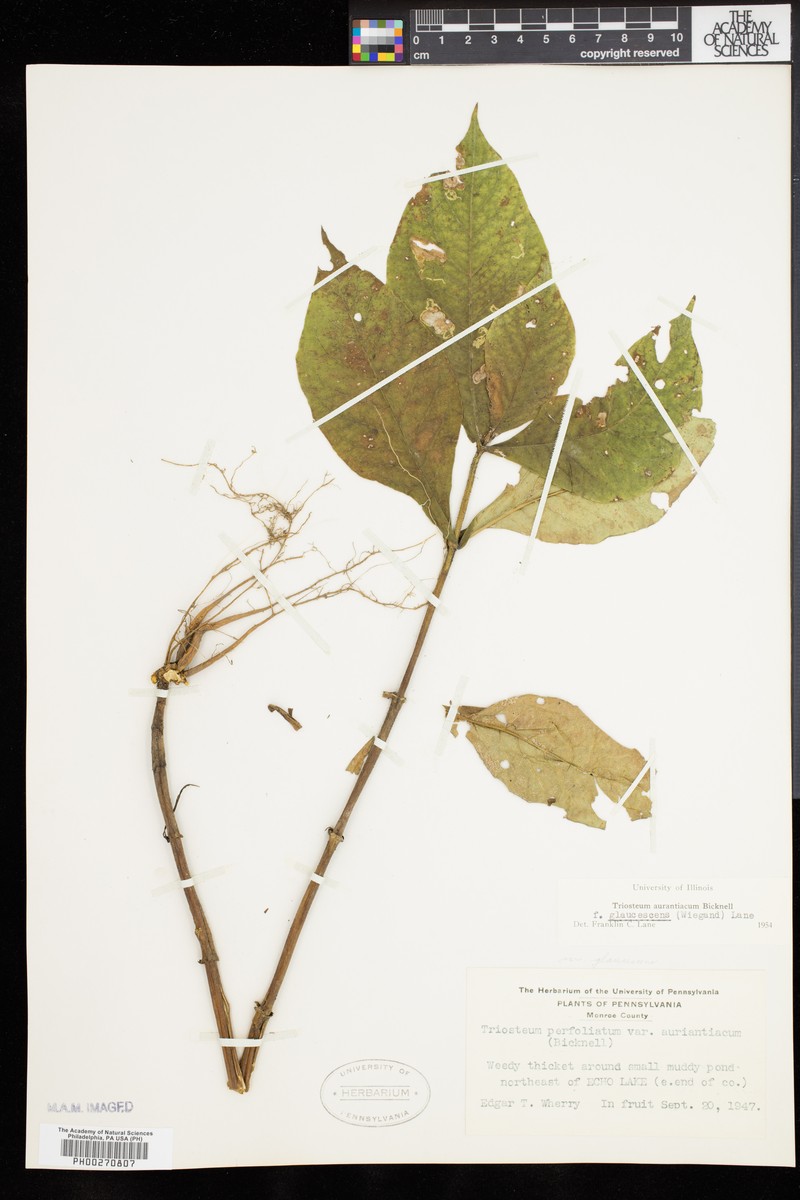 Triosteum aurantiacum var. glaucescens photo 6