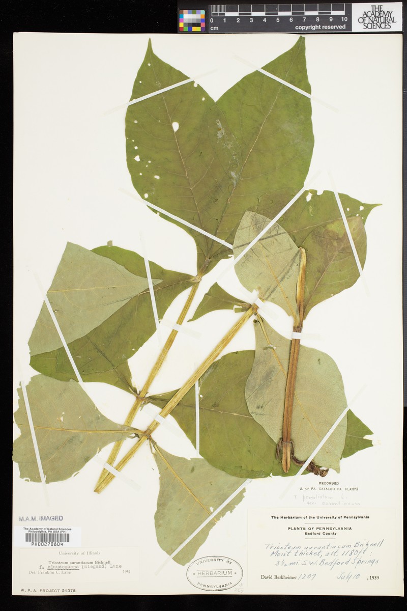 Triosteum aurantiacum var. glaucescens photo 7