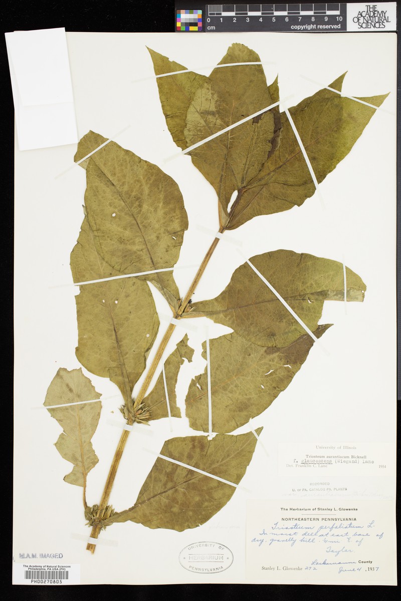 Triosteum aurantiacum var. glaucescens photo 8