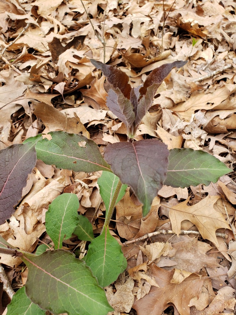 Triosteum aurantiacum var. illinoense