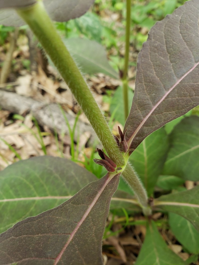 Triosteum aurantiacum var. illinoense photo 2