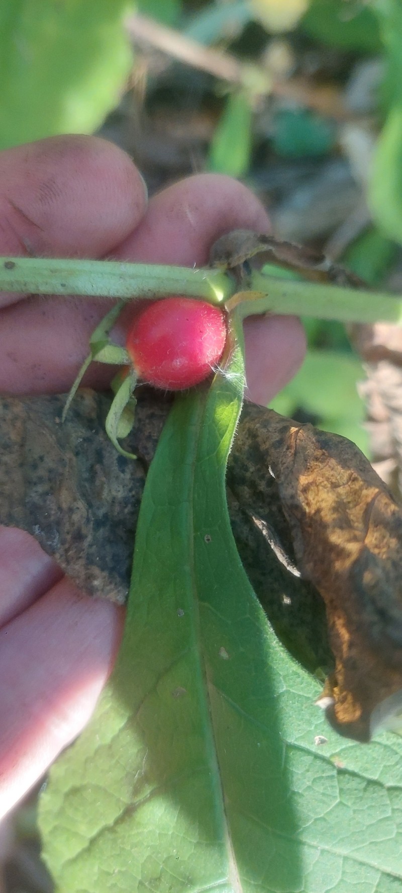 Triosteum aurantiacum var. illinoense photo 3