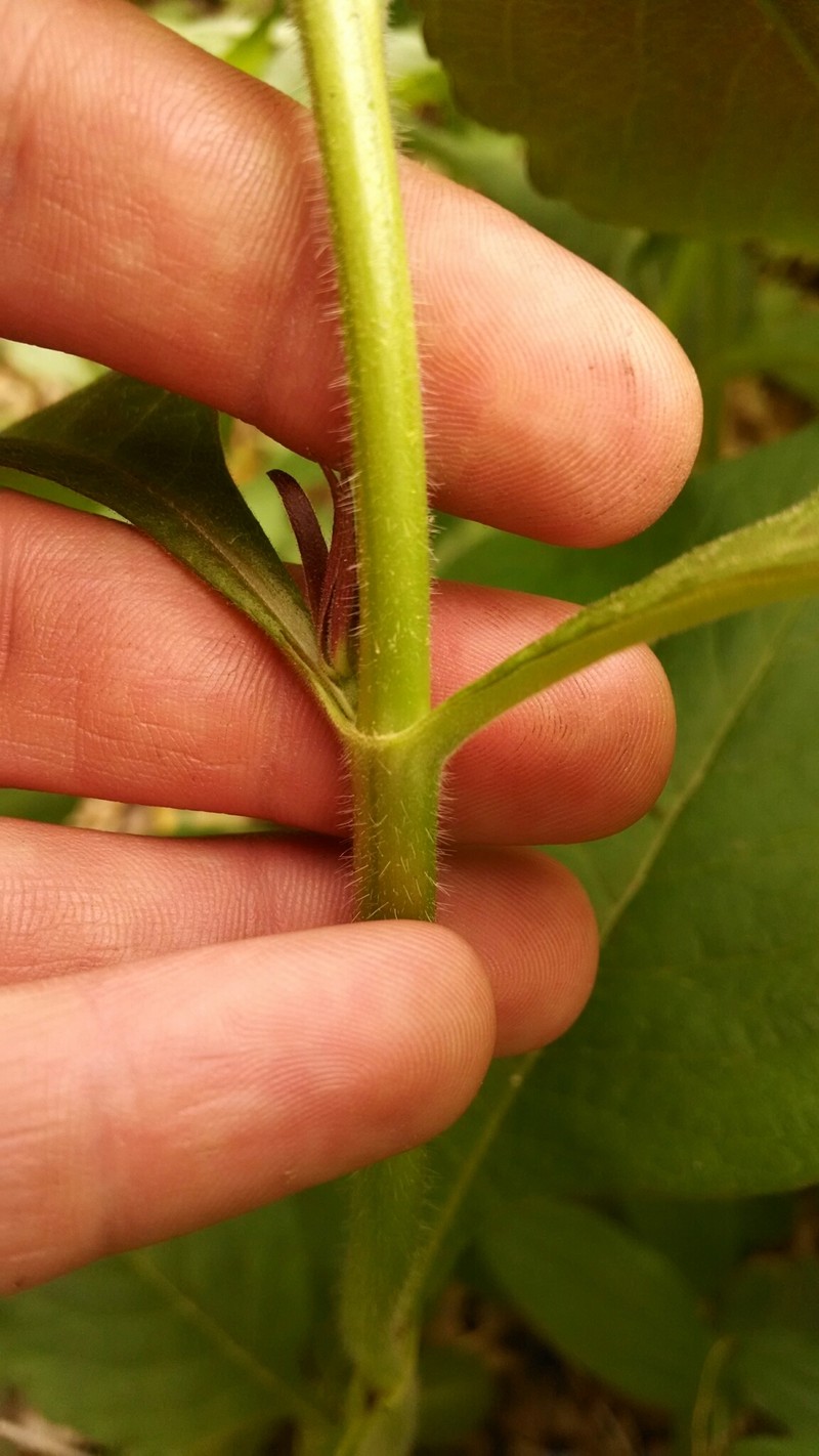 Triosteum aurantiacum var. illinoense photo 4