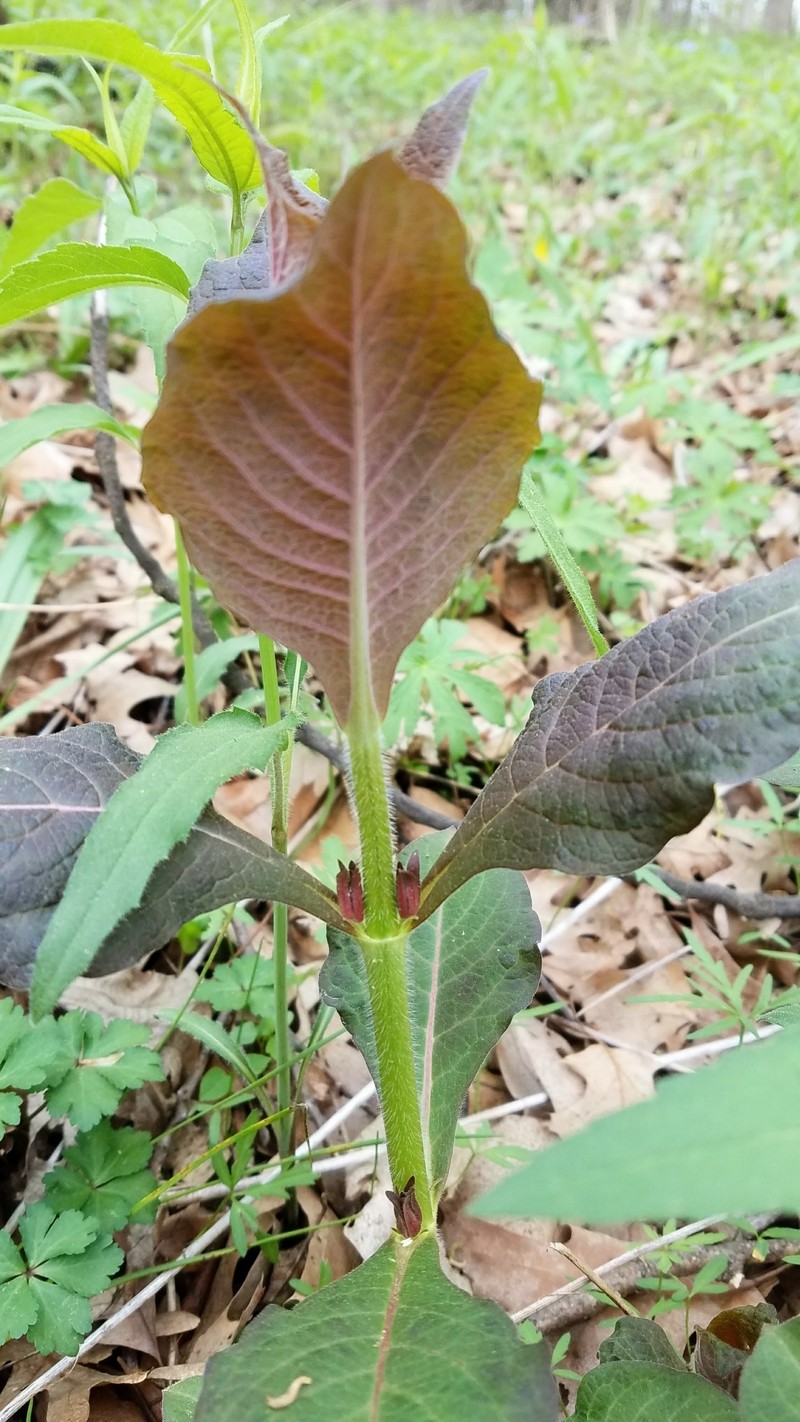 Triosteum aurantiacum var. illinoense photo 5