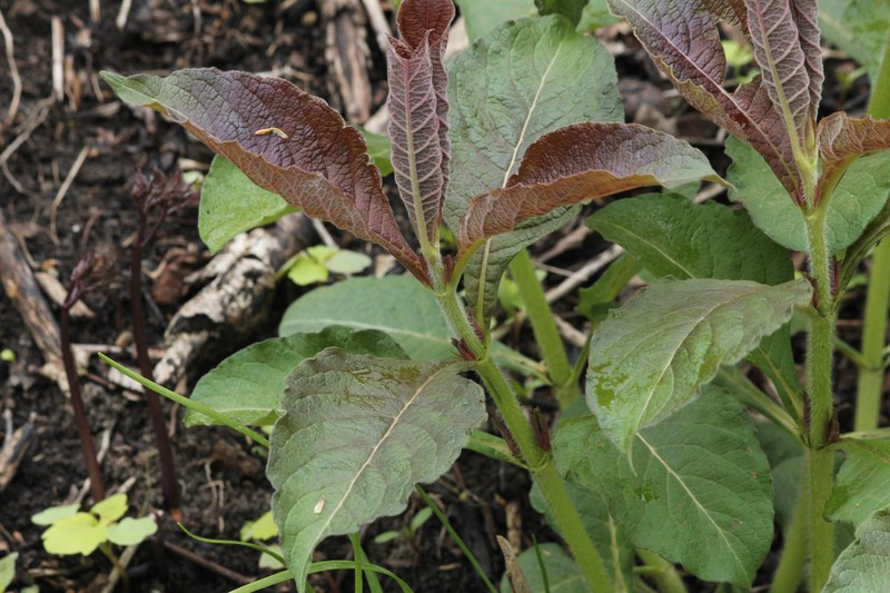 Triosteum aurantiacum var. illinoense photo 6