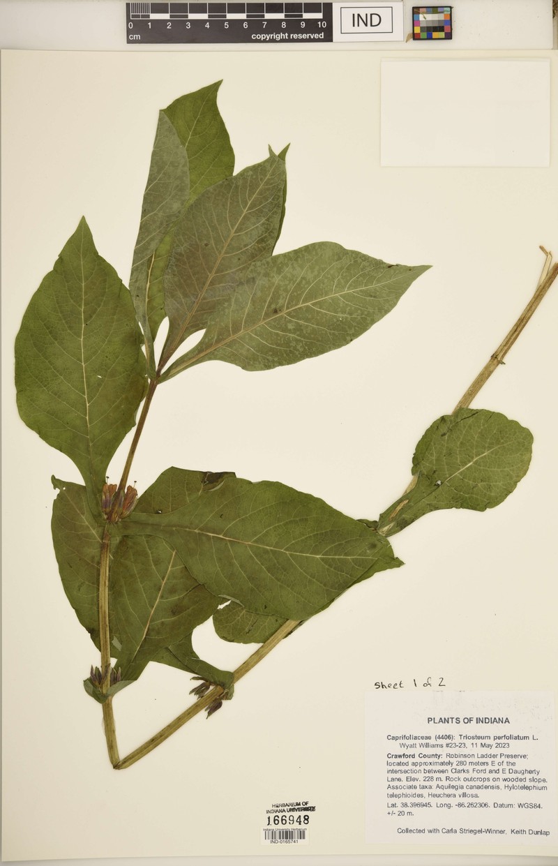 Triosteum aurantiacum var. illinoense photo 7