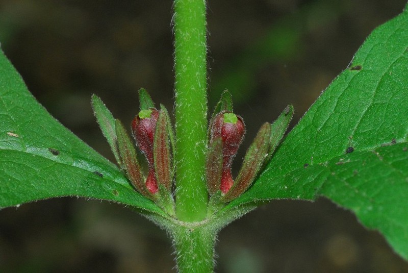 Triosteum aurantiacum var. illinoense photo 8