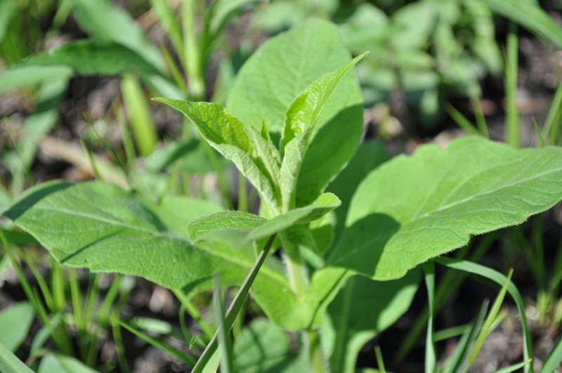 Feverwort photo 3