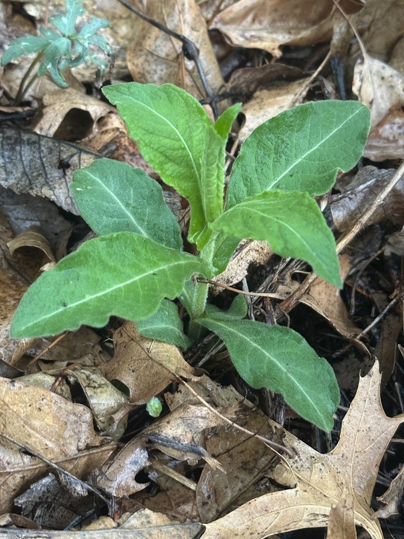 Feverwort photo 4