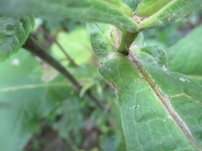 Feverwort photo 6