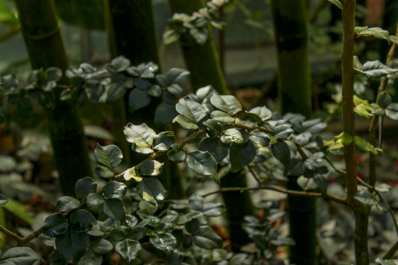 Limeberry photo 3