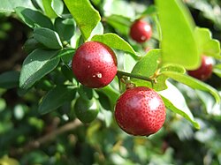 Limeberry