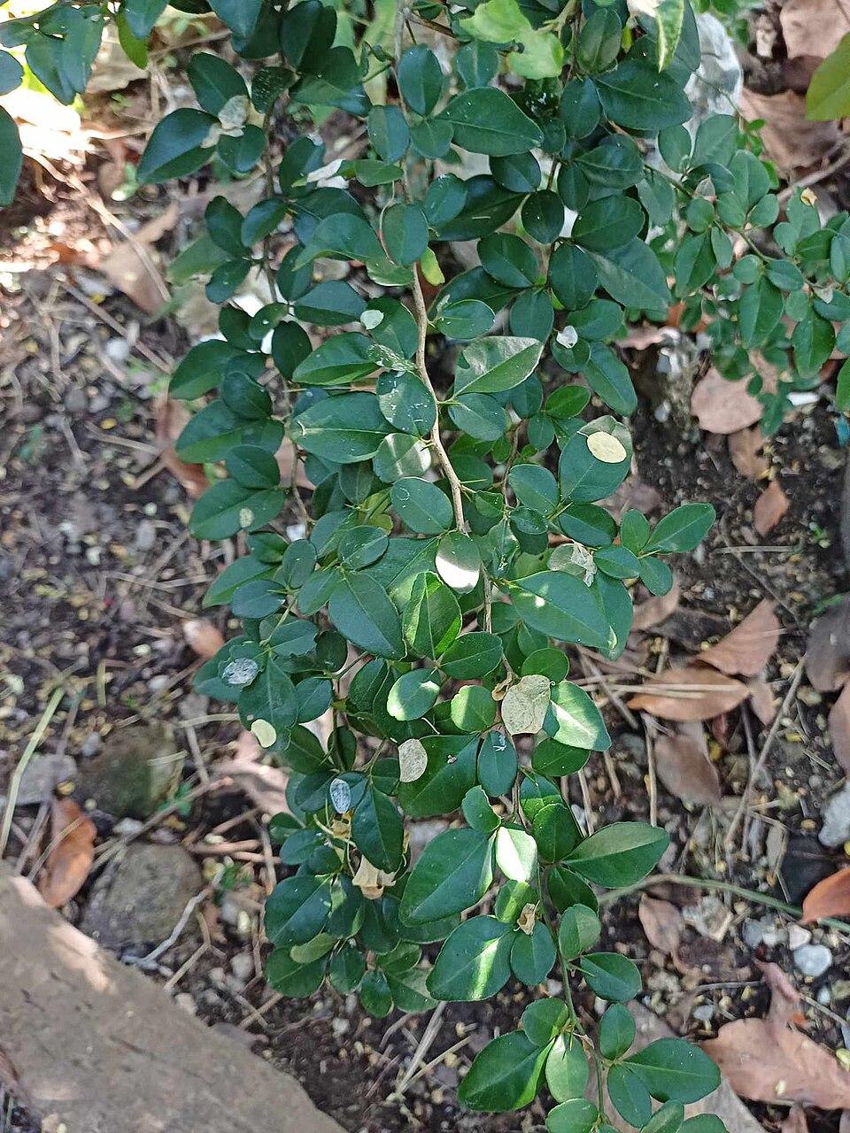 Limeberry photo 4