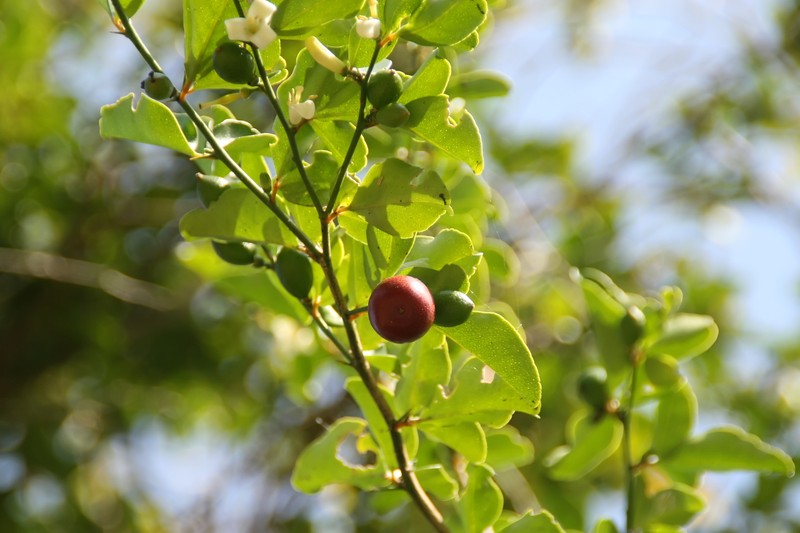 Limeberry photo 5
