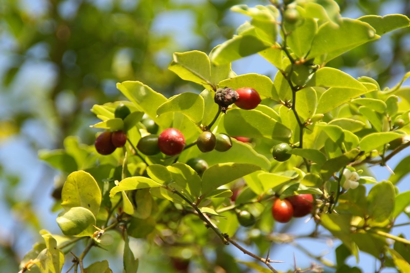 Limeberry photo 6