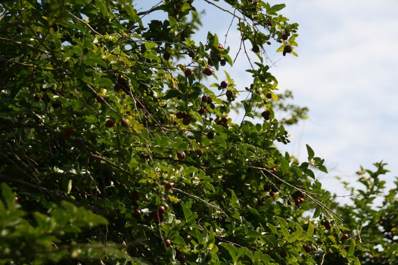 Limeberry photo 7