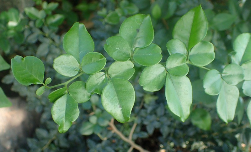 Limeberry photo 8