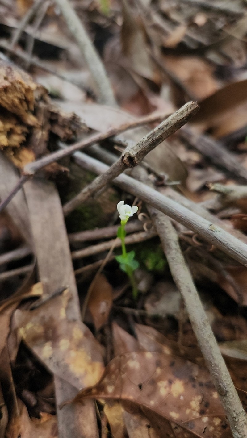 Broadleaf Noddingcaps