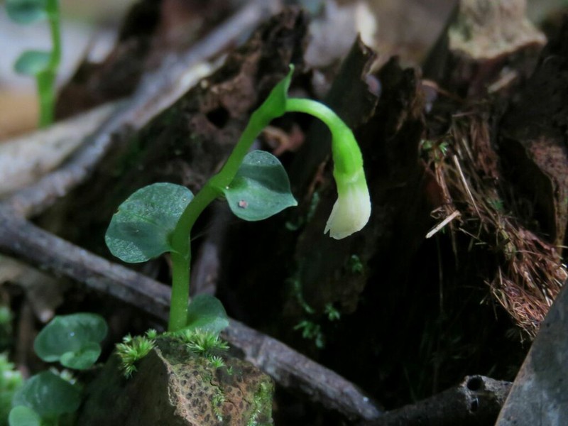 Broadleaf Noddingcaps photo 3