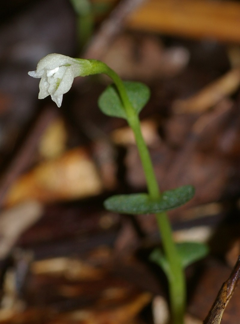 Broadleaf Noddingcaps photo 4