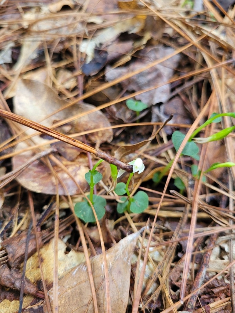 Broadleaf Noddingcaps photo 5